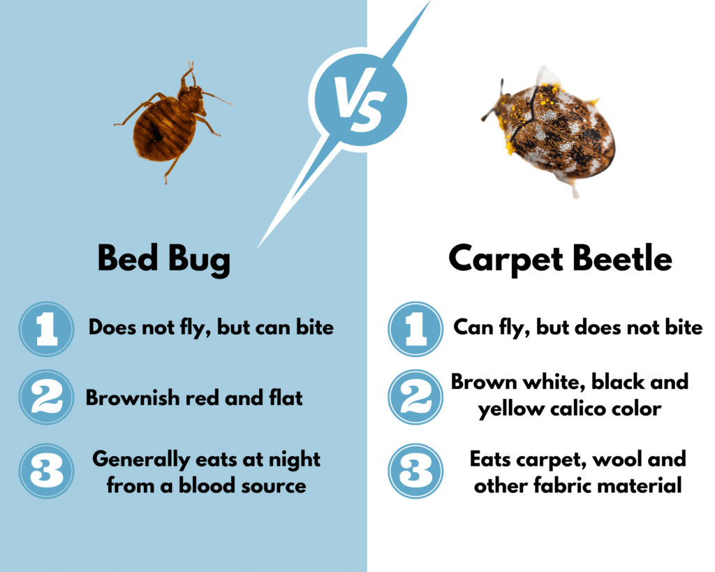 bed-bug-vs-carpet-beetle