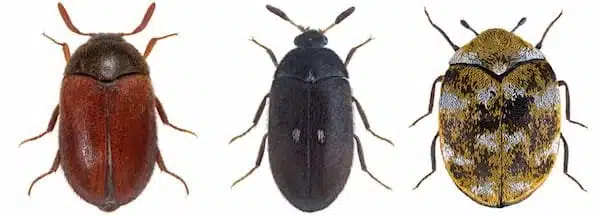 different-types-of-carpet-beetles
