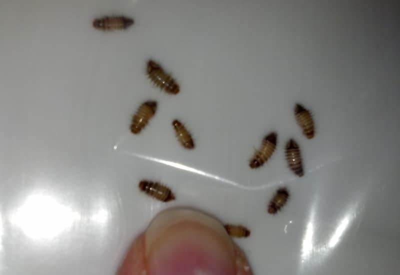 carpet_beetle_larvae_florida